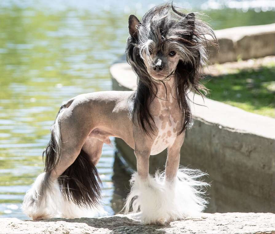 Wind, We Will Rock You