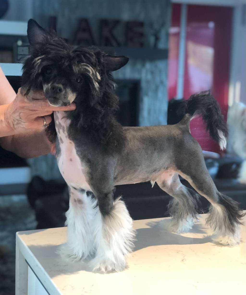 Wind Flight of the Condor