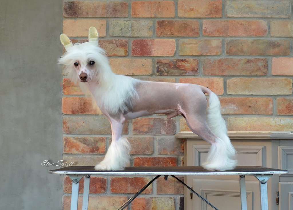 Etno Spirit  Let  It  Be