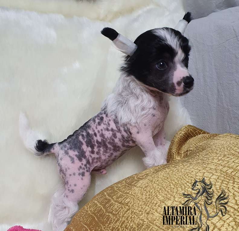 Altamira Imperial Fire in the Sky