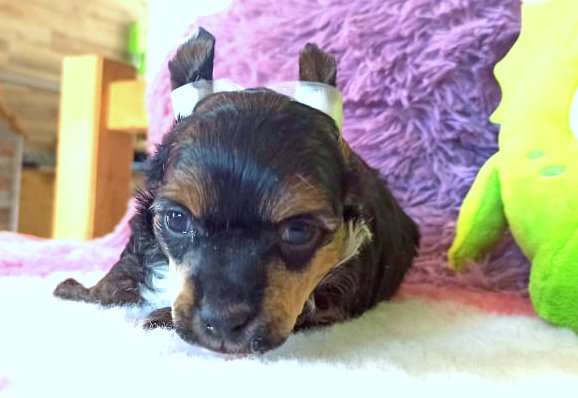 Festr Jess Black Denis