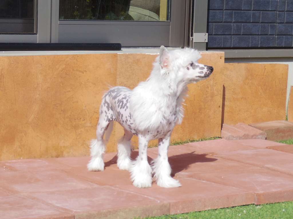 Tinker Jp Grand Mare