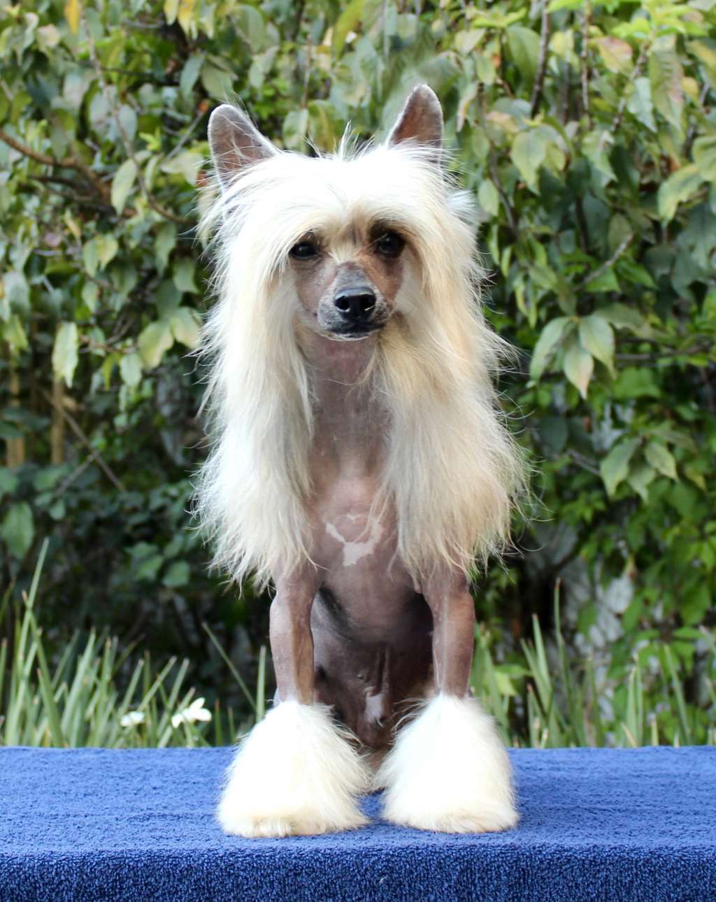 Ikki The Brave One (Cantarell)