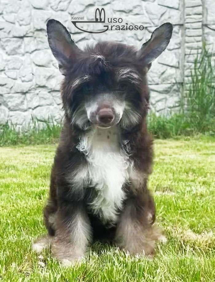 Muso Grazioso Giara Milli