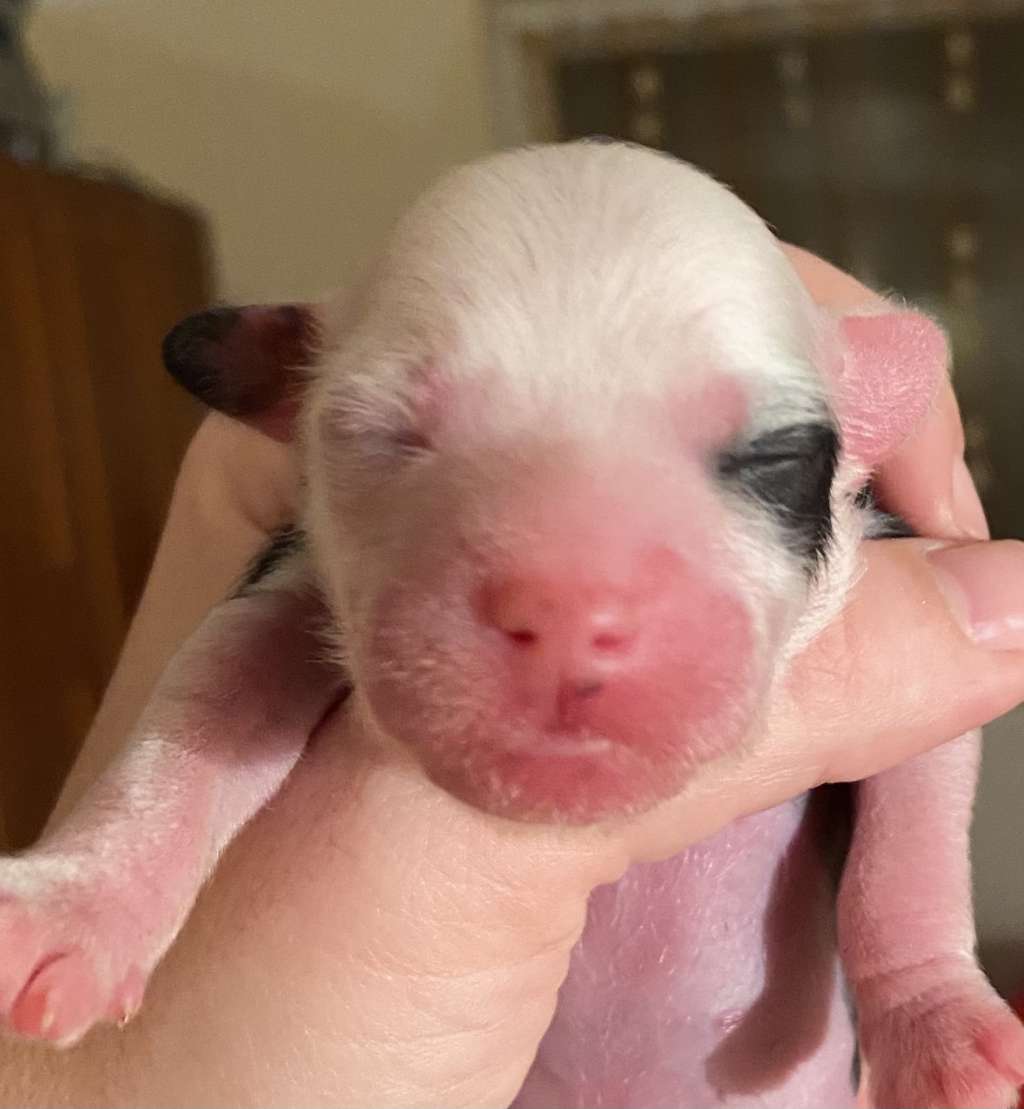 Angels In Leash Bonaparte Napoleon