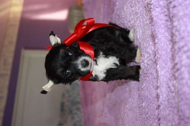 Aik s Ostrova Utrenney Zari