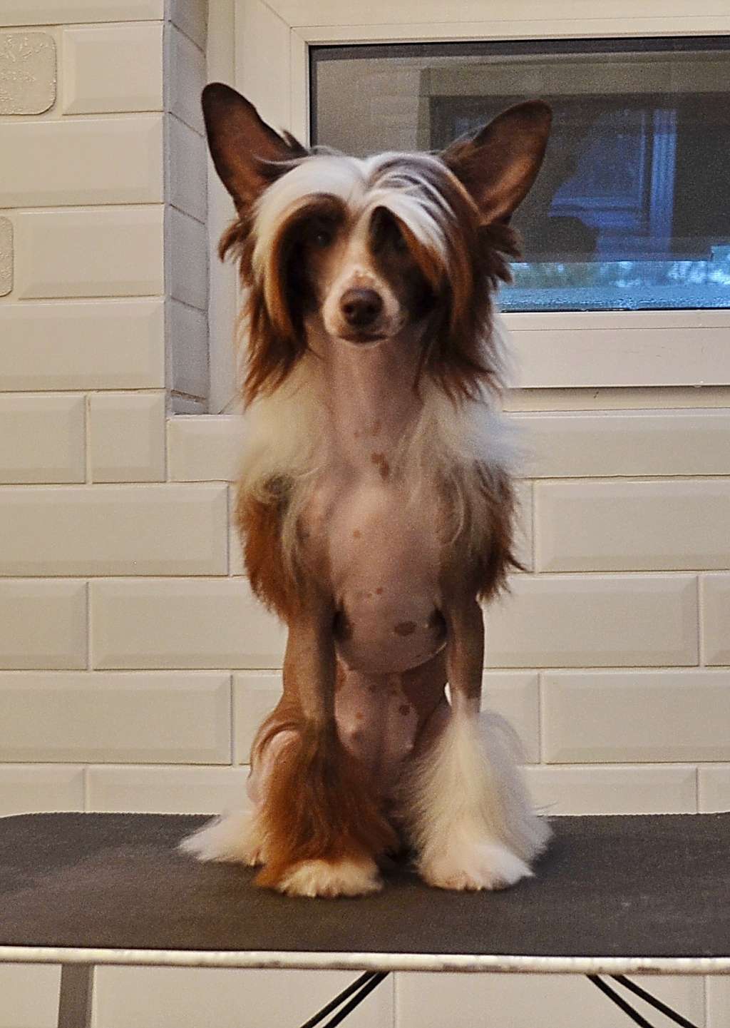 Etno Spirit ........