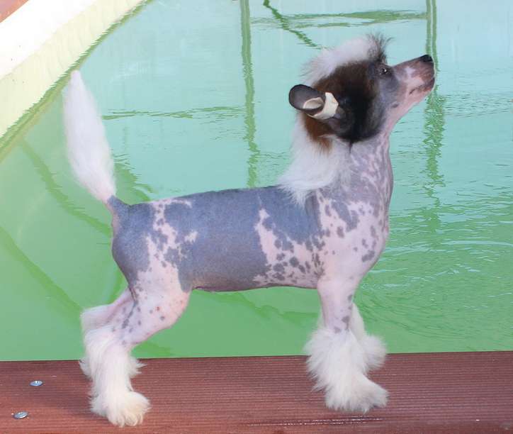 Angel O'Check Evangelina