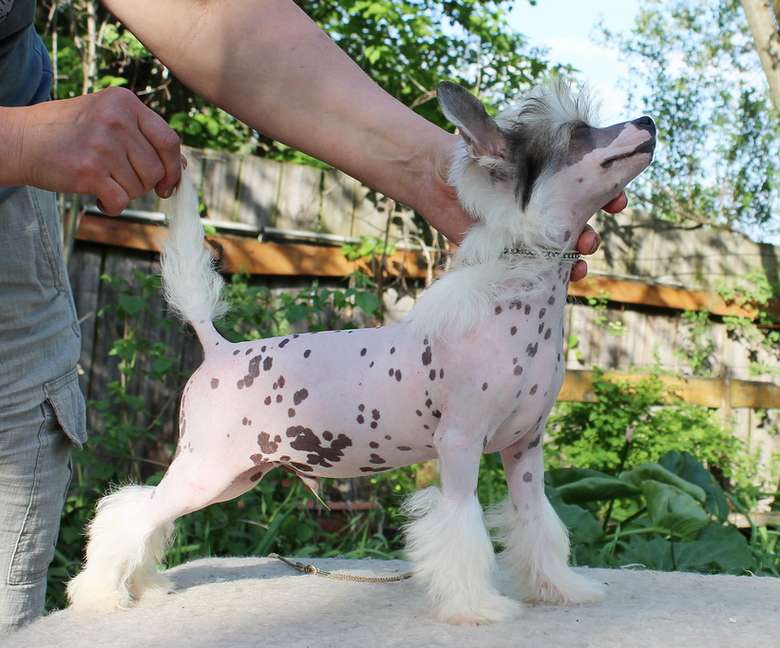 Angel O'Check Gak Amadeus