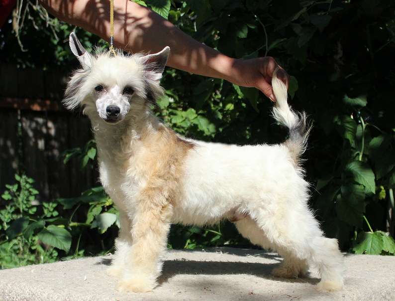 Angel O'Check Elu Luntik