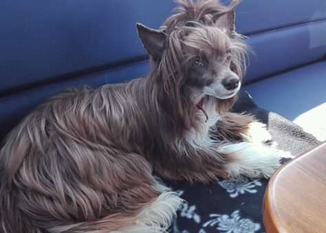 Moonlilys Fina Fröken Fiffi