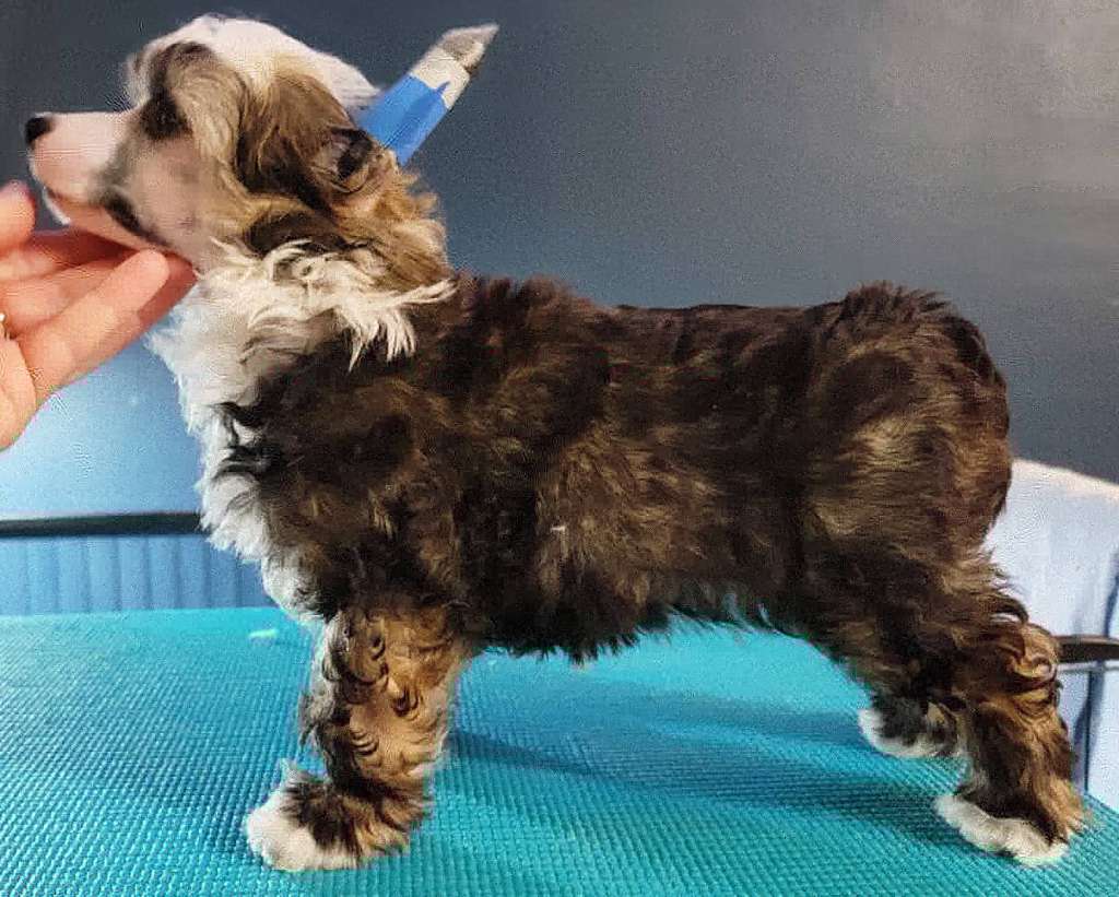 NV's Dark Side of the Moon at ShowStyle