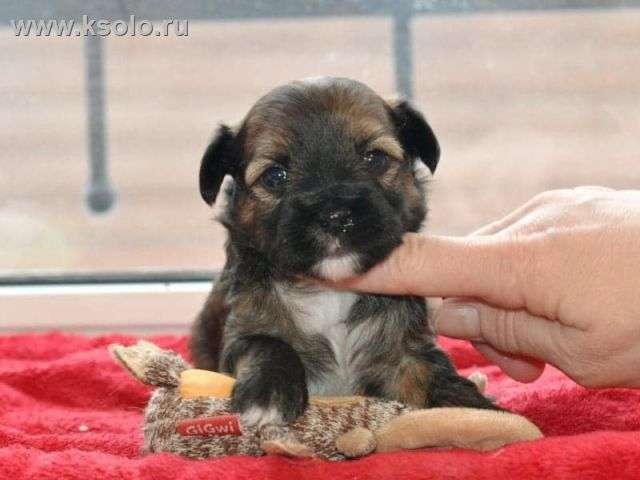 Zholesk Totilas Ksolo Club