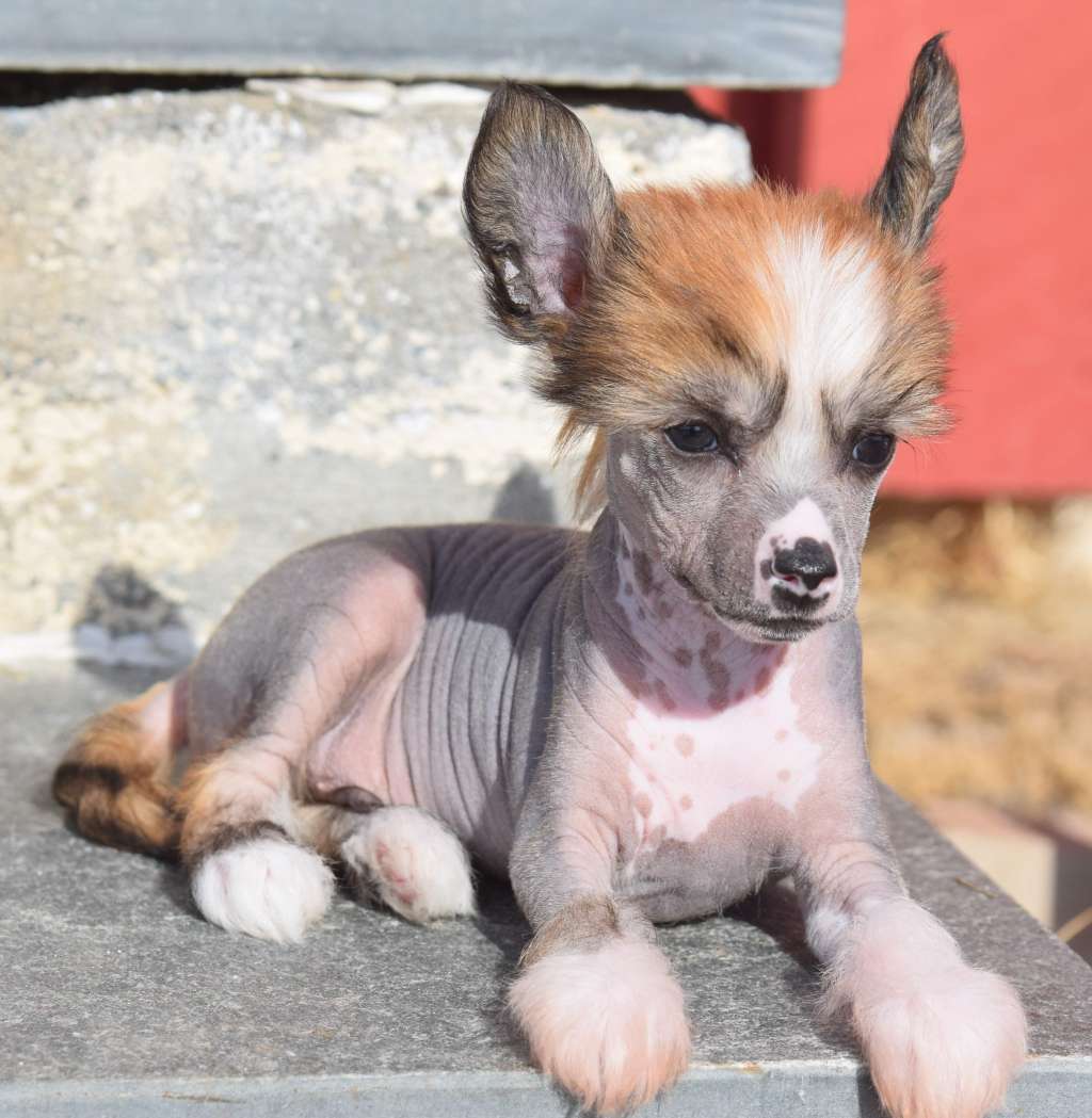 Artic Flyer's Keeper of Secrets