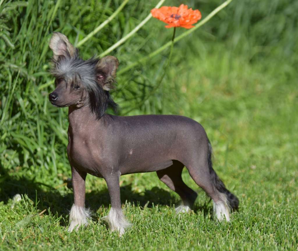 Artic Flyer's Pure Bloods Jewel