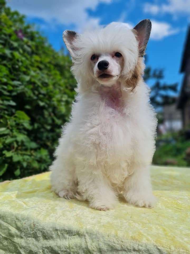 Imperatorskiy Kapriz Sofiya