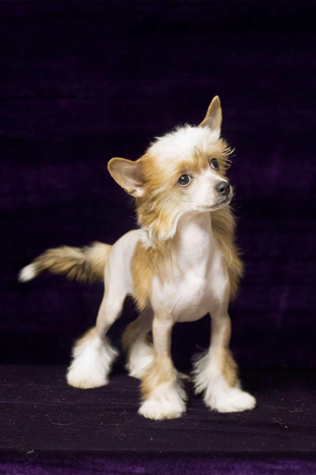 Denville Ozi Avantage Campolina