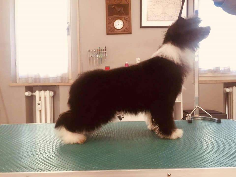 Dakota Rose Summer Nights