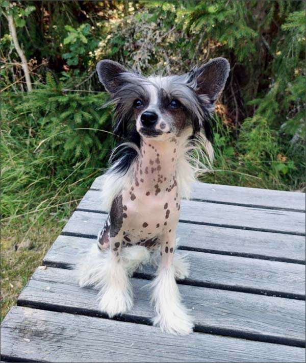 Bellatrix Luckycharm Siwa