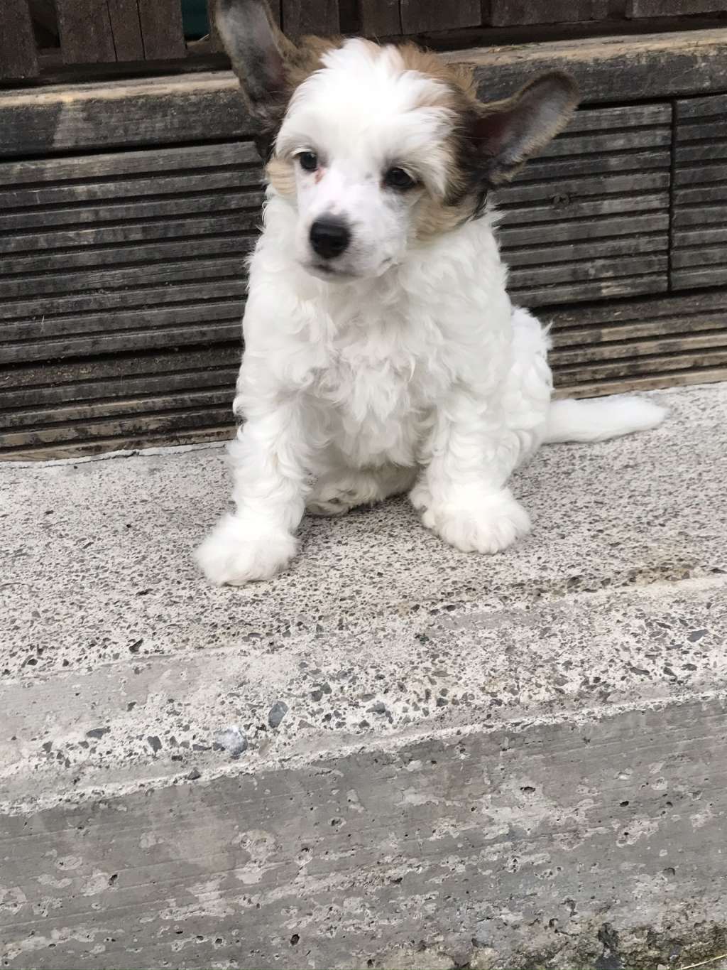 Suvinola All Puffed Up