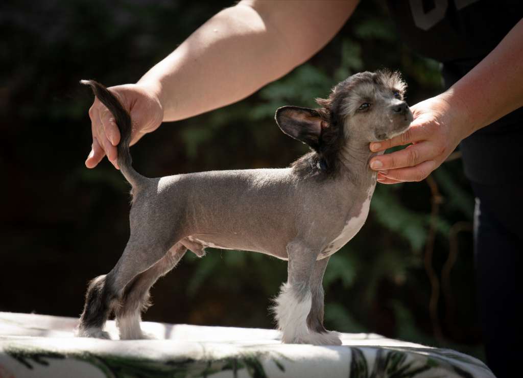 Forseti's Torres de Paine