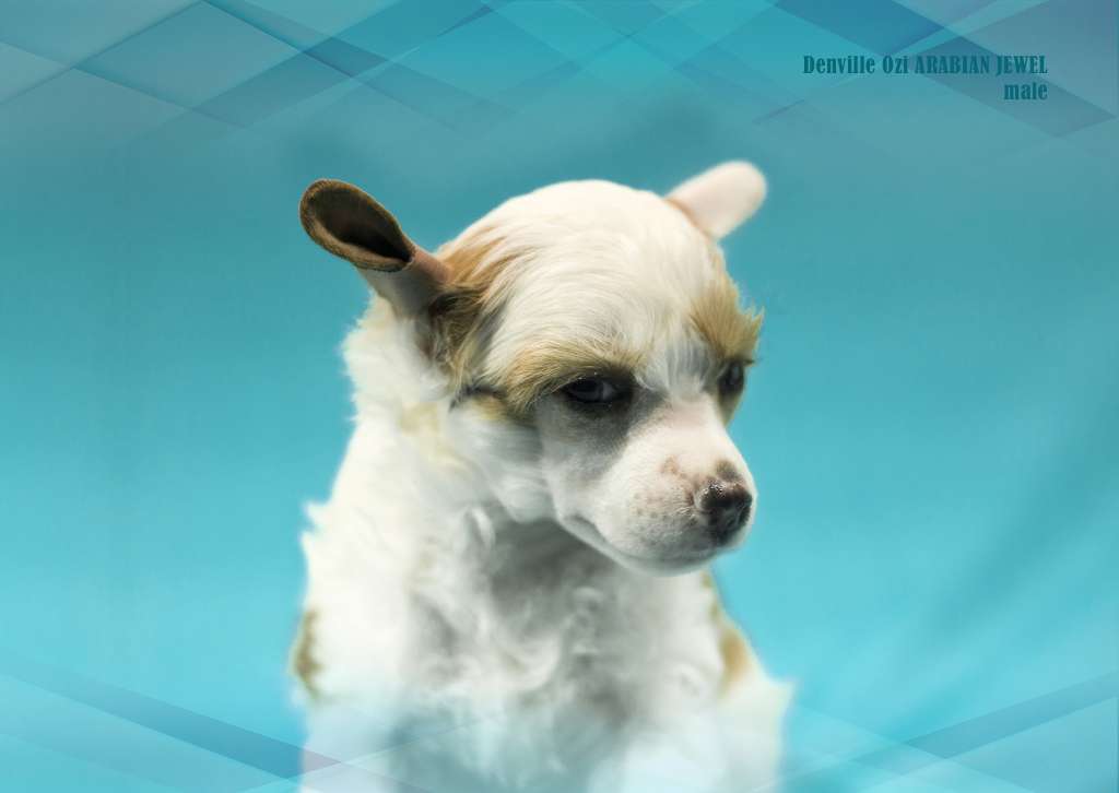 Denville Ozi Arabian Jewel