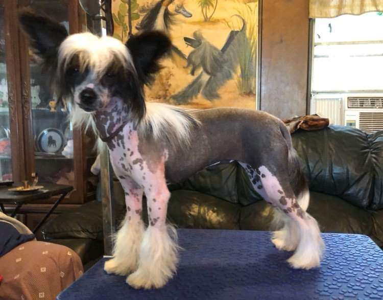 Hairicane Je Ne Sais Quoi