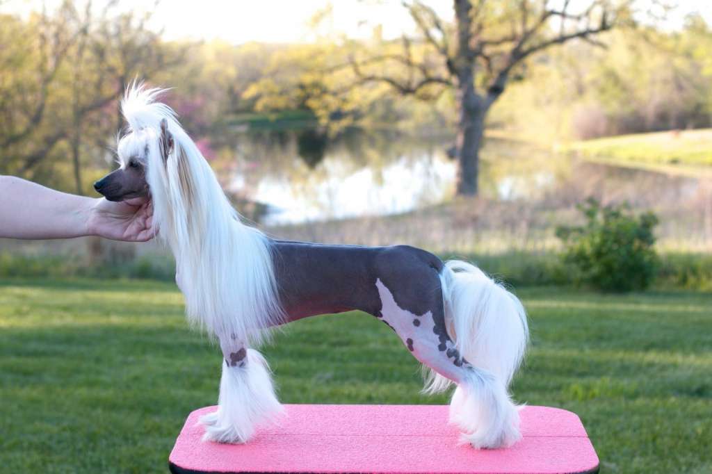 Charisma Appley Ever After