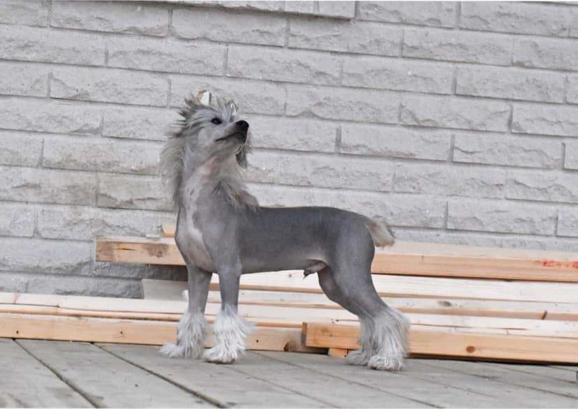 Smedbys Portrait Of My Love