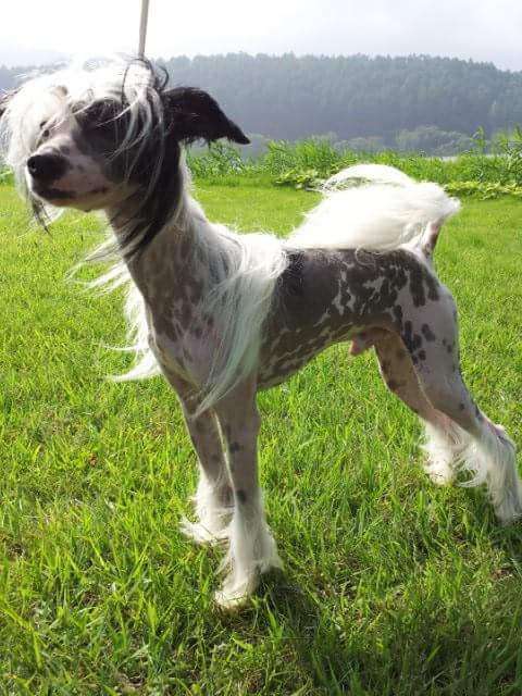 Rino Anne Jp Poker Face