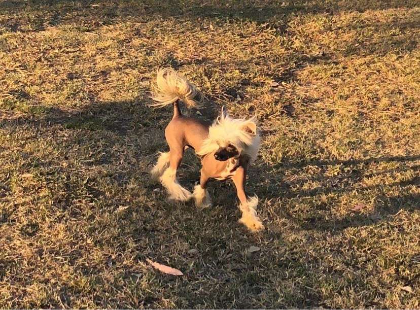 Blackheath Jump The Queue