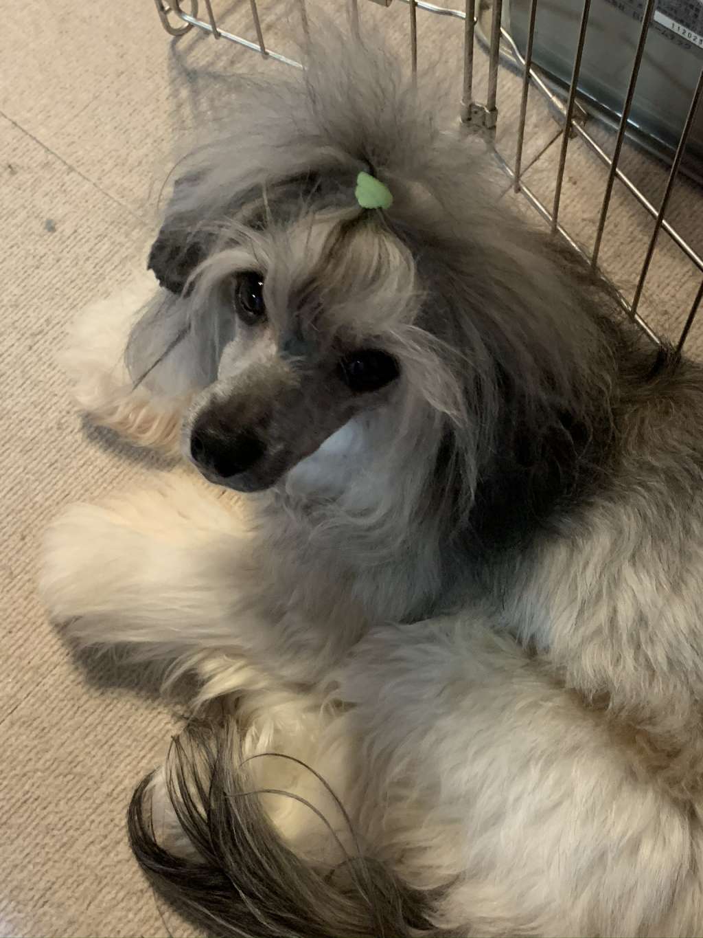 Eternity Sirius Jp Anne Neithart