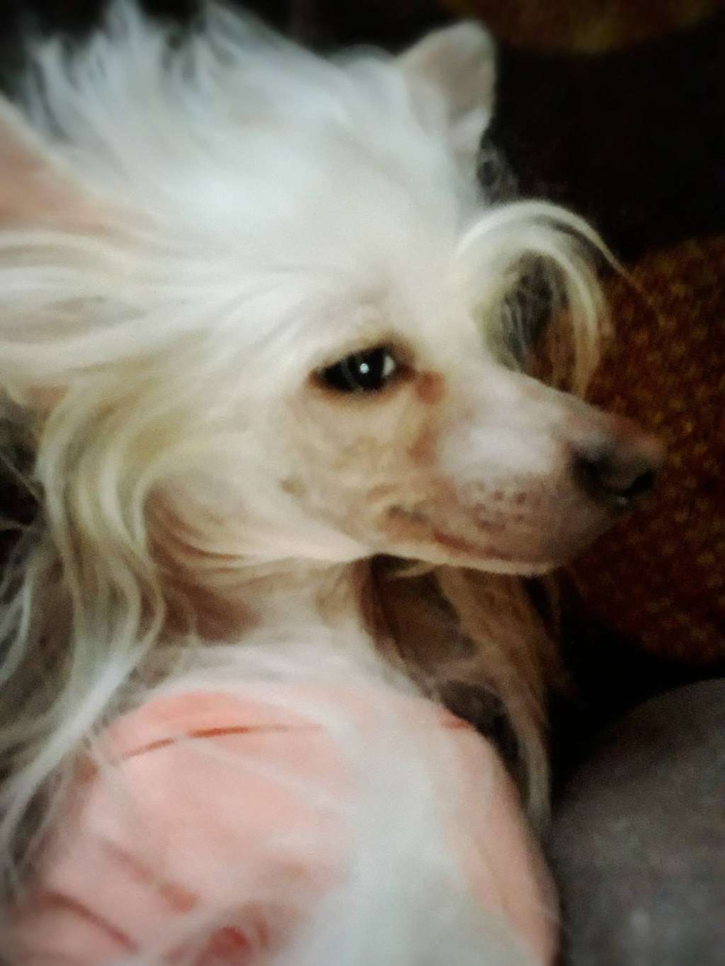 Eternity Sirius Jp Anne Hilda