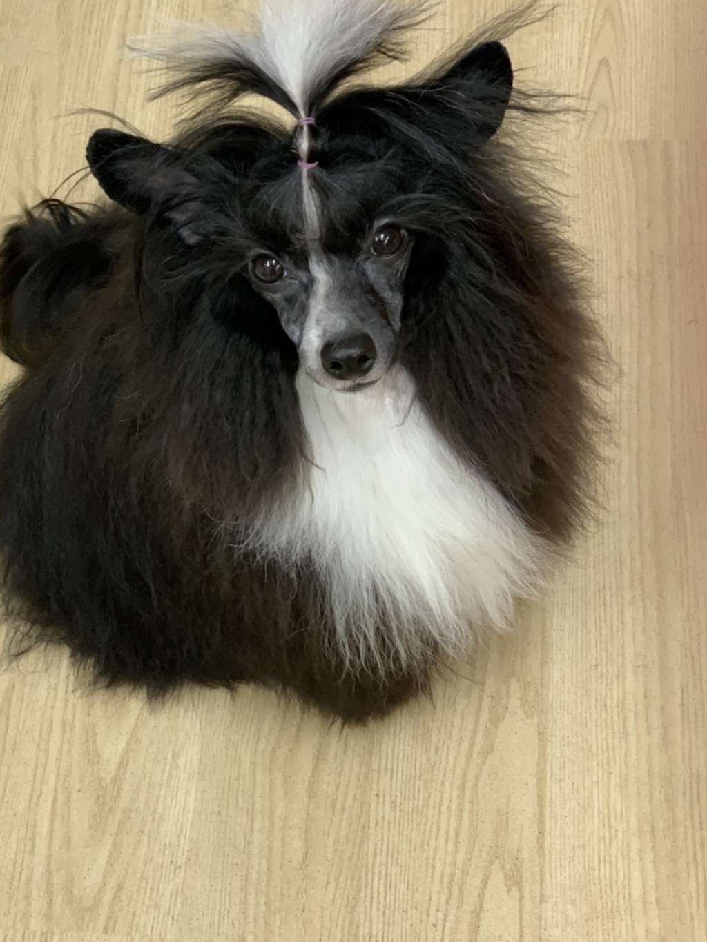 Eternity Sirius Jp Blaz