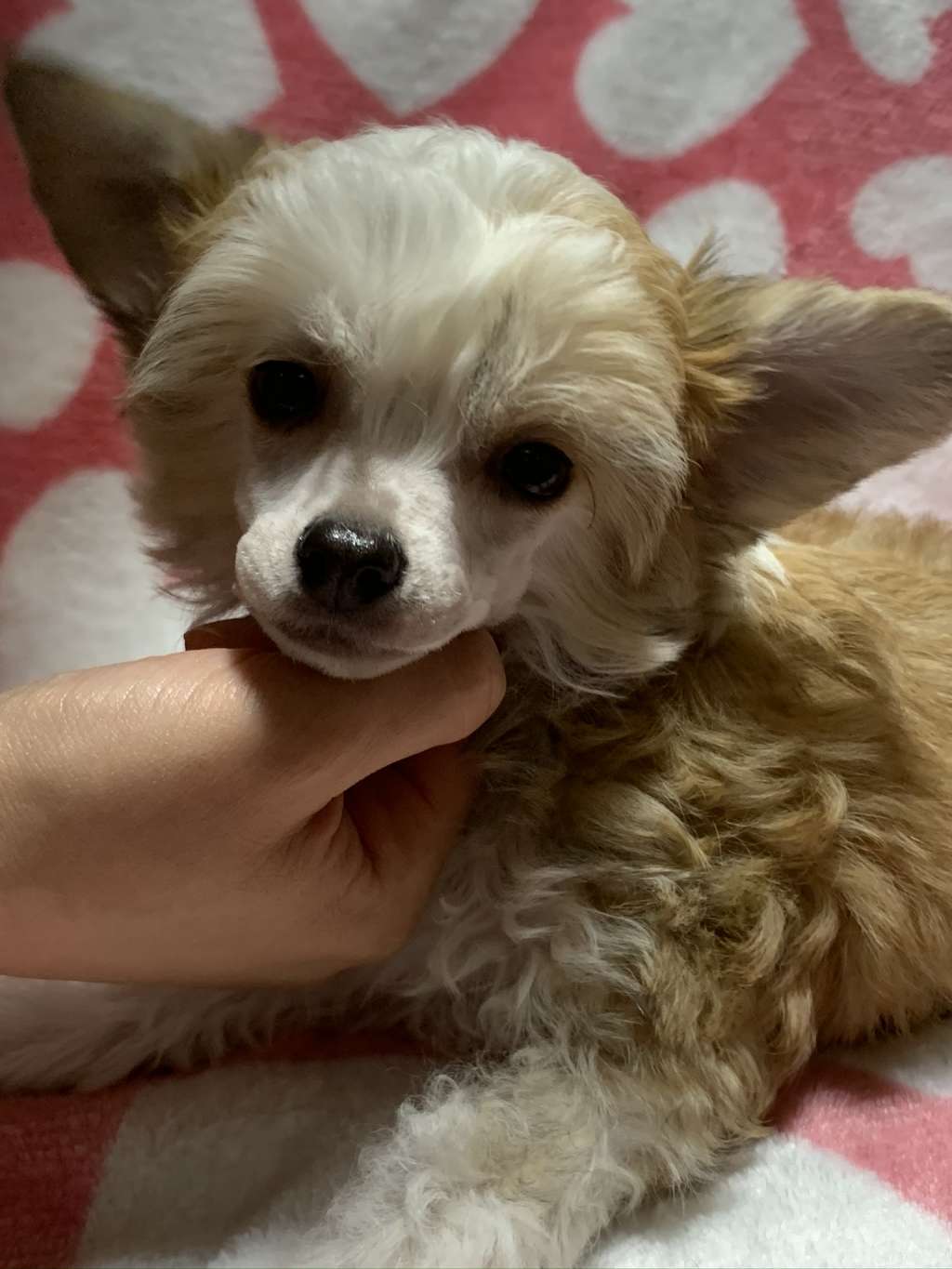 Eternity Sirius Jp Bergamot