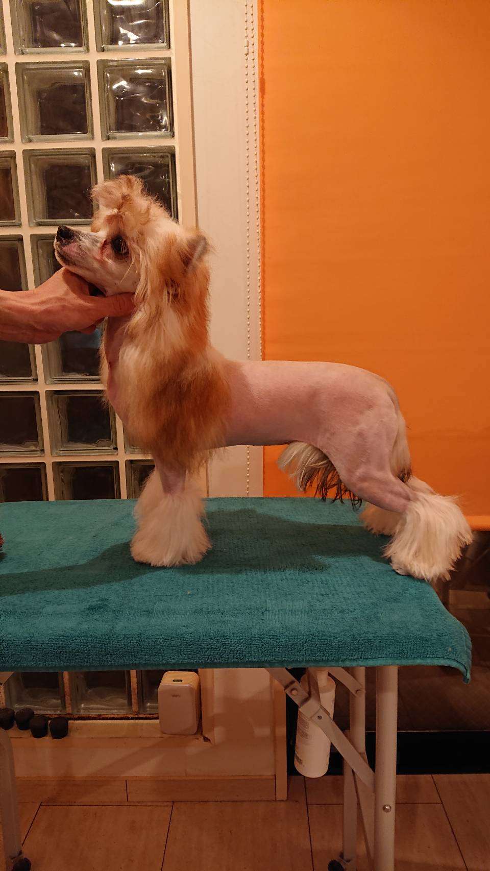 Eternity Sirius Jp Elsya