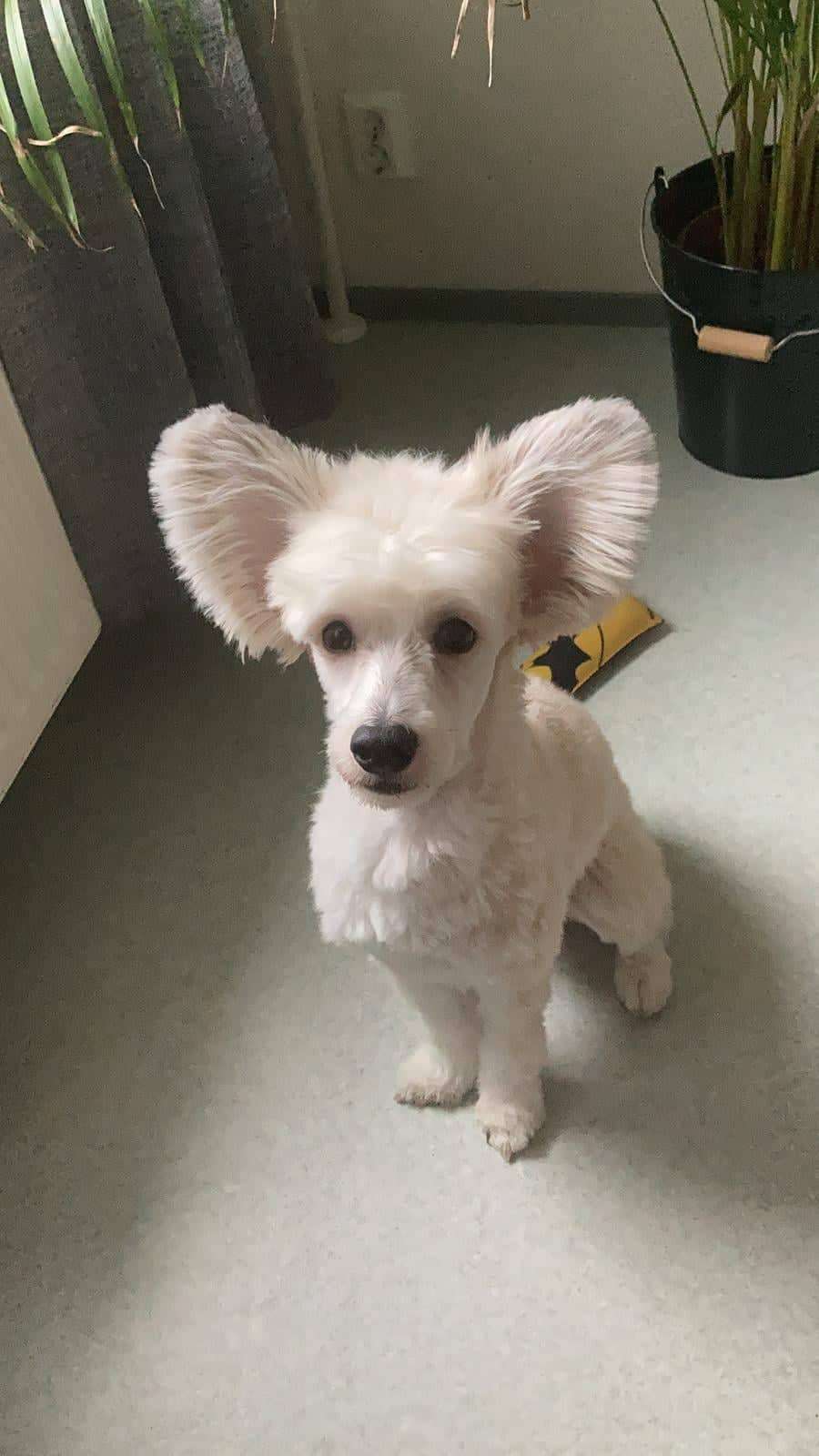 Pinky Twinky Äimänkäki