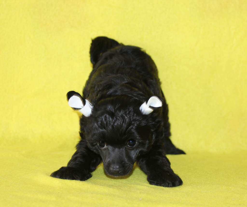 Charuyuschiy Soblazn Tsar' nochi Met'yu