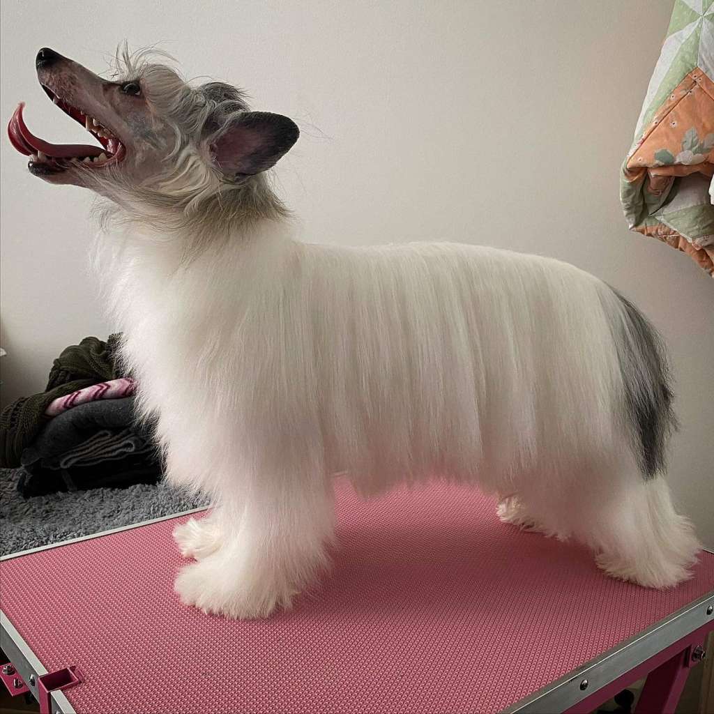 Falucre's This Is Your Night