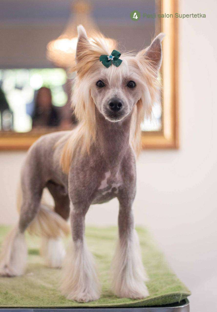 Famous Lion Laminacka