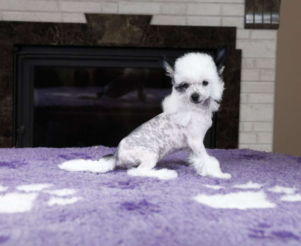 Ksantinna Planet Of Dream