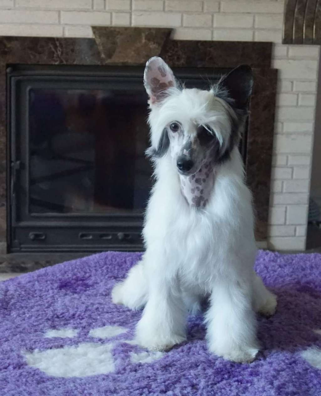 Ibis Planet Of Dream