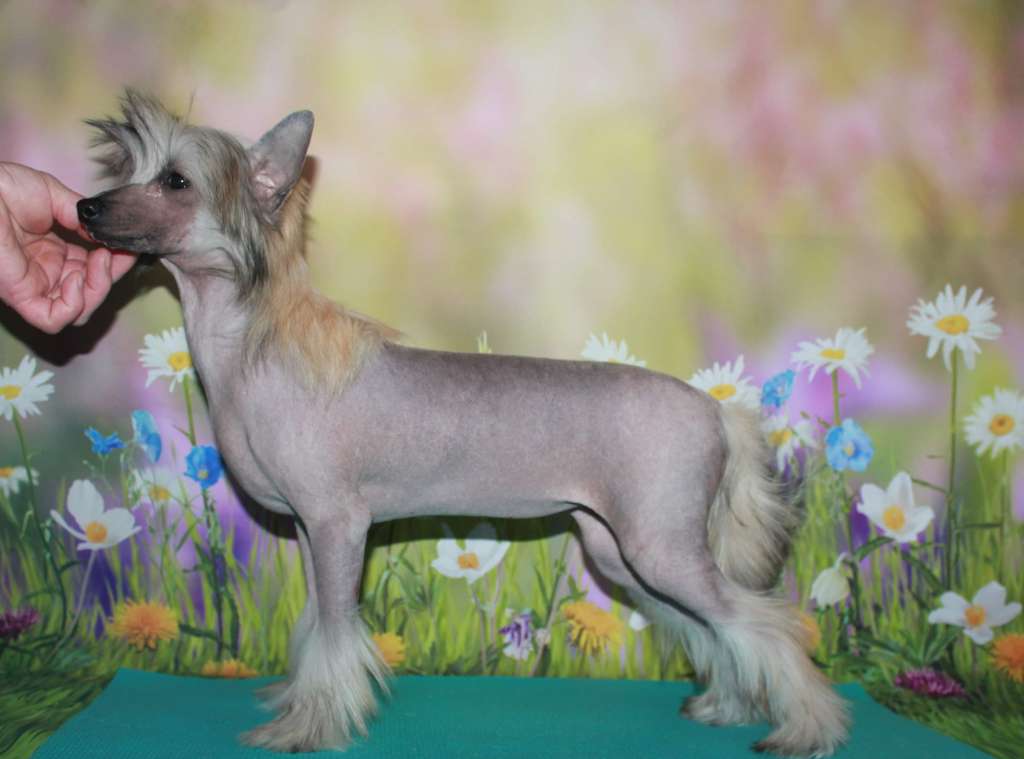 Julius Neva Godetsiya