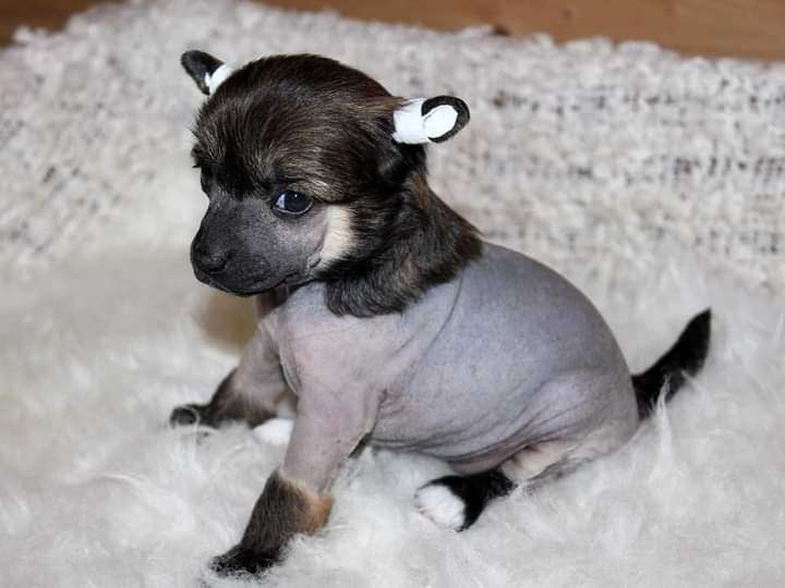 Julius Neva Gaillardia