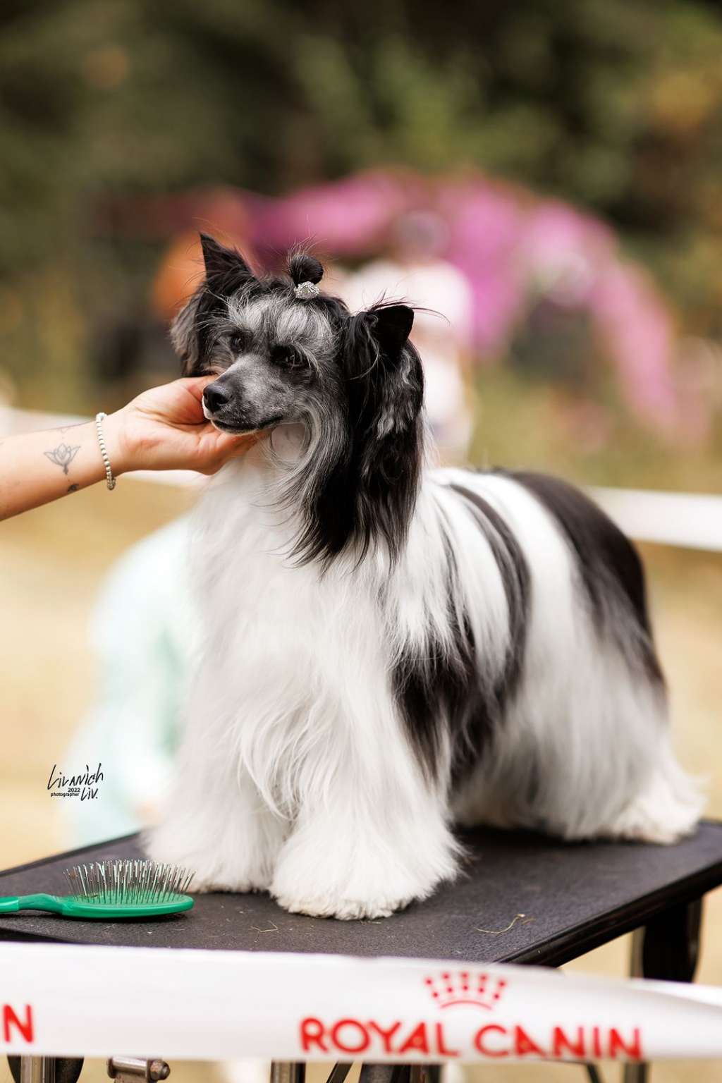 Lorita Star Russkaya Krasavica