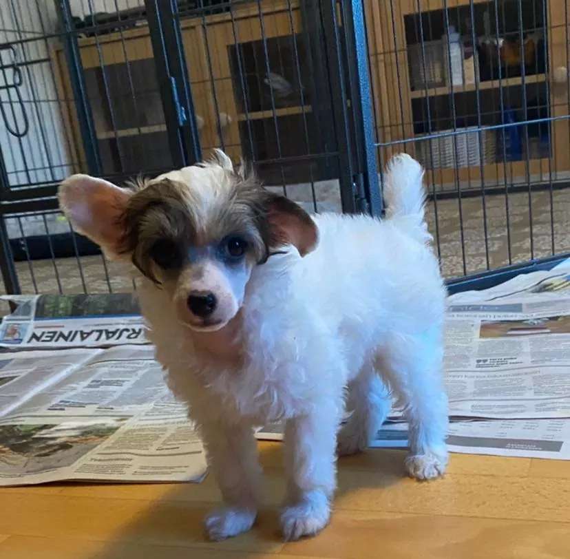 Falucre's Lover on the Line