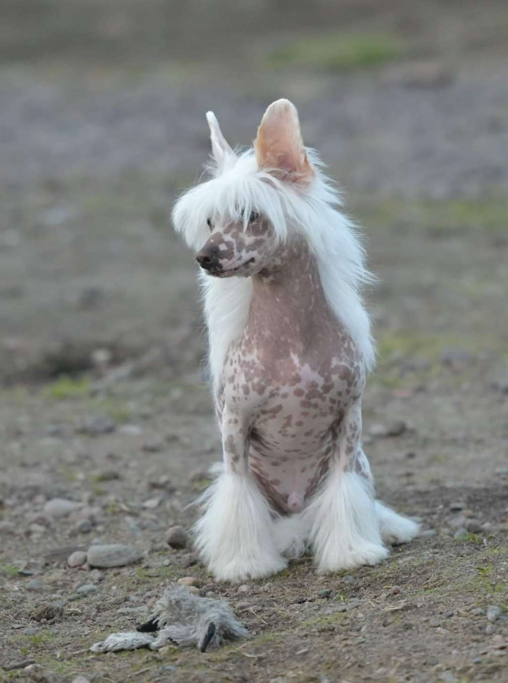 HitLine Ltd Extra Boy