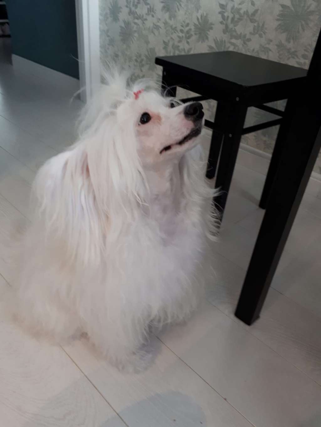 Kovimoti Kiara Belissima Adorabile Lea