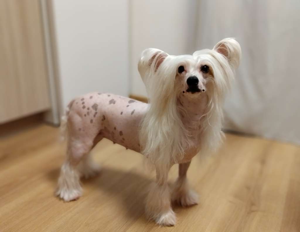 Kovimoti Kara Sposa Amante Cara Alice