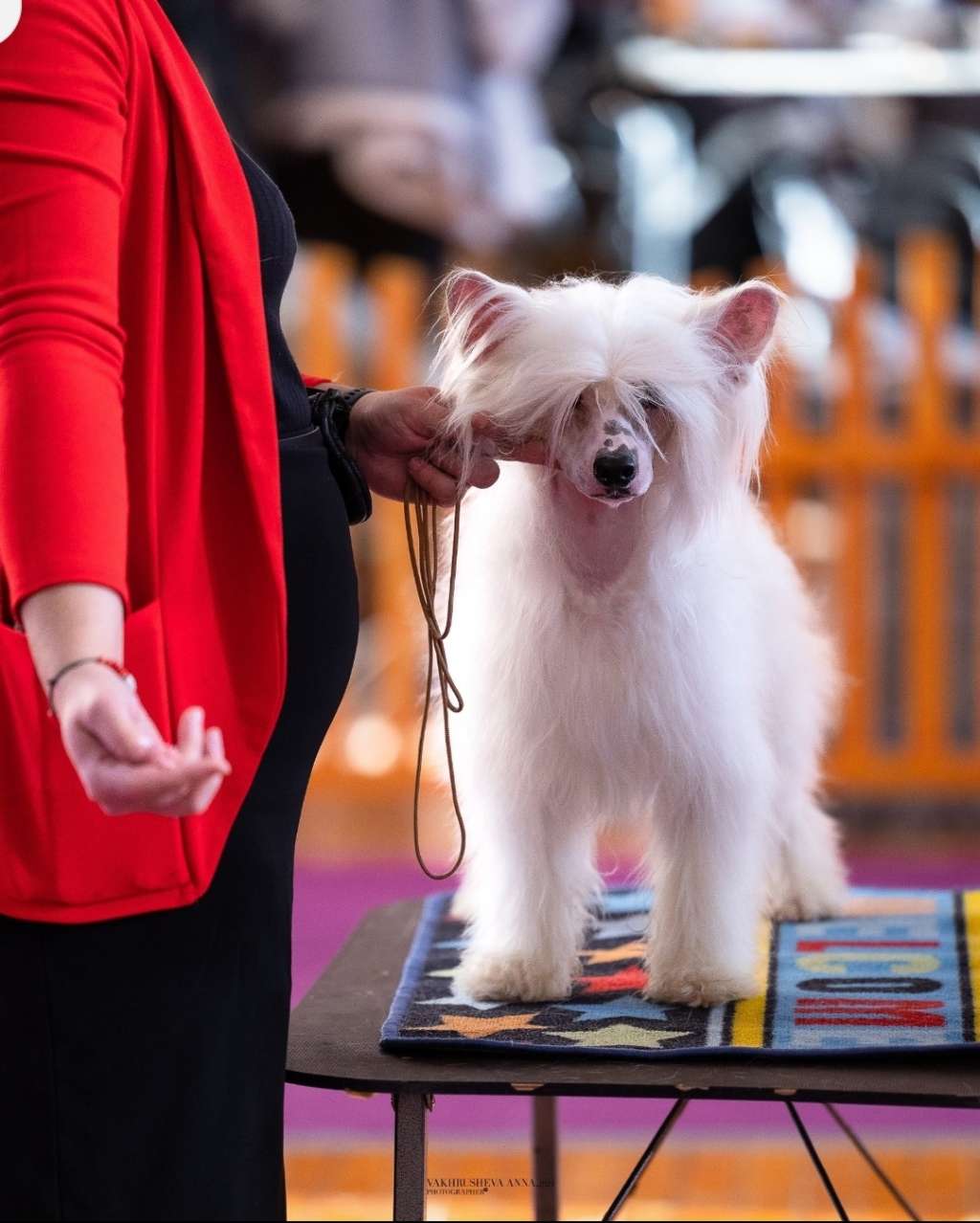 Kovimoti Korelli Arkandgelo Jerry